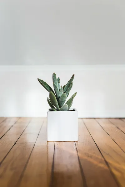 Using Fake Indoor Plants Could Be the Best Thing You Ever TriedIllustration